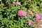 Spiraea japonica, Japanese meadowsweet, Japanese spiraea