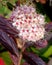 Spiraea japonica, Japanese meadowsweet, Japanese spiraea, leaves turned red in autumn