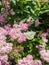 Spiraea japonica `Little Princess`and a white butterfly - Eutopia Garden - Arad, Romania