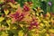 Spiraea japonica Magic Carpet