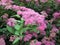 Spiraea japonica shrub