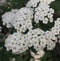 Spiraea media in a garden