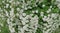 Spiraea nipponica snowmound flower in beautiful white color. Garden decoration concept