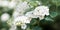 Spiraea nipponica `Snowmound` flowers closeup