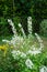 Spiraea prunifolia produces profuse white flowers in May. Berlin, Germany