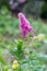 Spiraea salicifolia, pink spirea flower