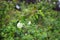 Spiraea sp. blooms with white flowers in September. Berlin, Germany