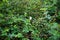 Spiraea sp. blooms with white flowers in September. Berlin, Germany