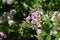 Spiraea, spirea, meadowsweets or steeplebushes (Filipendula and Aruncus)