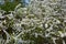 Spiraea thunbergii  in blossom.  Japan