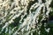 Spiraea thunbergii, Thunberg`s meadowsweet white flowers selective focus