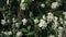 Spiraea Vangutta Deciduous ornamental shrub