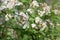 Spiraea vanhouttei, bridal wreath white flowers