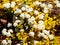 Spiraea vanhouttei \'Gold Fountain\'