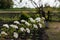 Spiraea vanhuttei flowers close up. Bride bush branch, beautiful white flowers