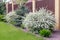 Spiraea with white flowering branches,blue spruce,cedar,green juniper growing along  brown fence in blur.Soft focus.Concept of c