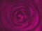 Spiral abstract funnel with shades of pink and purple. Square