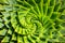 Spiral Aloe Cacti