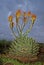 Spiral Aloe in Flower