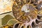 Spiral Ammonite fossil closeup background