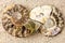 Spiral Ammonite fossil on sand closeup background