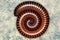 Spiral/coiled brown millipede