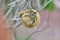 Spiral dried leaf on blurred background