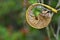 Spiral dried leaf on blurred background