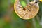 Spiral dried leaf on blurred background