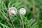 Spiral fern frond unfurling