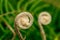 Spiral fern frond unfurling closeup