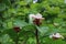 Spiral ginger family in green leafy jungle