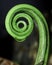 Spiral green leaf
