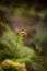 A spiral of a lonely fern on the background of a beautiful green and yellow bokeh
