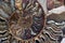 Spiral Nautilus Fossil Ammonite