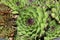Spiral pattern in close-up of sempervivum plant