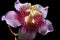 spiral petals of a blooming passion flower vine