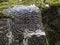 Spiral petroglyph carved in stone in La Zarza nature park archeological site in Laurel forest, laurisilva in the