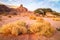 Spiral rock, tree and grass in desert landscape, Israel