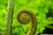 Spiral shape of a growing fern