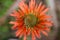 Spiral-shaped flower spike of agave plant with reddish-orange flowers and buds