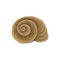 Spiral-shaped shell of sea snail. Marine theme. Object of underwater world. Detailed vector element for summer postcard