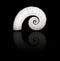 Spiral Shell