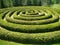 A spiral shrub maze