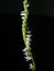 Spiral small orchid flower stalk on black background