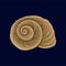 Spiral snail house or shell, empty shell of a sea mollusk vector Illustration on a dark blue background