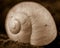 Spiral Snail Shell. Close up of snail shell in monochrome