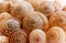 Spiral snail shells. Gastropod shells. Macro, closeup.