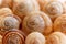 Spiral snail shells. Gastropod shells. Macro, closeup.