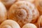 Spiral snail shells. Gastropod shells. Macro, closeup.